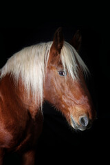 Obraz premium A portrait of a draft horse with a strong and majestic presence, captured against a deep black background