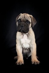 A Bullmastiff puppy sitting on a black background, showcasing its strong yet gentle expression