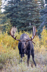 Bull Shiras Moose Rutting in Autumn in Grand Teton National Park Wyoming