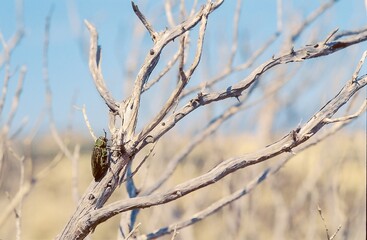 A lonely green Jewel on weathered branches