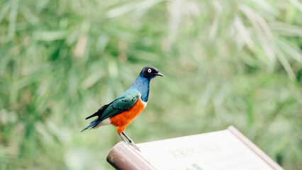 A vibrant blue and orange bird perched on a wooden sign. The Superb starling