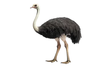  Large ostrich standing on a white background showcasing its distinctive features and posture © SAM''s GALLREY
