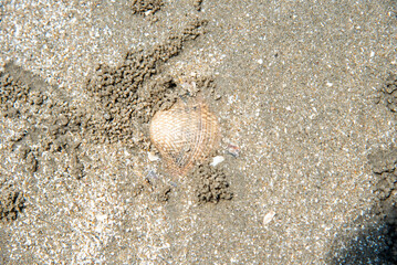 life seashells on the beach