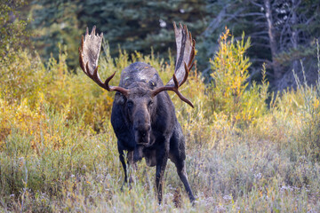 Bull Shiras Moose Rutting in Autumn in Grand Teton National Park Wyoming