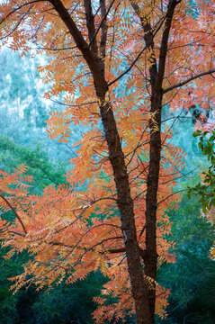 autumn in the forest