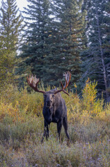Bull Shiras Moose Rutting in Autumn in Grand Teton National Park Wyoming