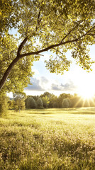 Fototapeta premium Sunlight filters through trees in a peaceful meadow during late afternoon