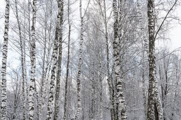 Fototapeta premium Birch grove after a snowfall on a winter cloudy day. Birch branches covered with snow.