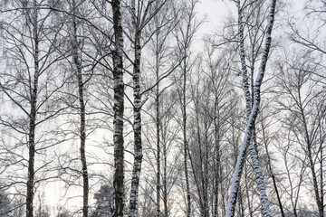 Sunbeams shining through snow-covered birch branches in a birch forest after a snowfall on a winter.