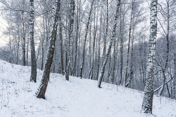 Birch grove after a snowfall on a winter cloudy day. Birch branches covered with snow. © Eugene_Photo
