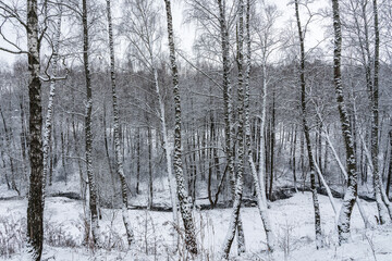 Birch grove after a snowfall on a winter cloudy day. Birch branches covered with snow.
