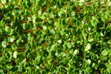 Fresh green broccoli sprouts close-up. Growing micro greens for a healthy diet. Vegan food.