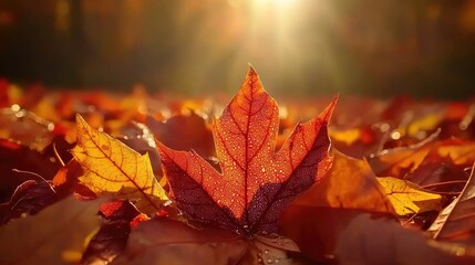 Autumn Maple Leaf Glistens In Sunlight