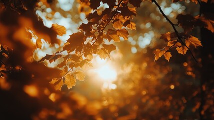 Autumn Leaves Bask in Golden Sunlight