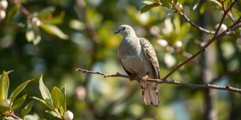 A turtledove perched on a branch of an almond tree with its feathers glistening in the sunlight, tree leaves, bird, branches