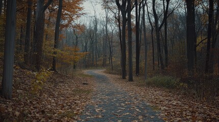Fototapeta premium Autumn Path Winding Through a Leaf Covered Forest