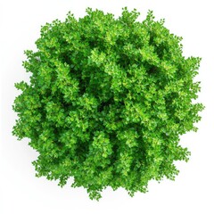 Obraz premium Big Green Maple Tree - Top View on White Background Vector Illustration