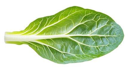 Fresh Green Chard Leaf  Isolated Vegetable  Healthy Food Ingredient