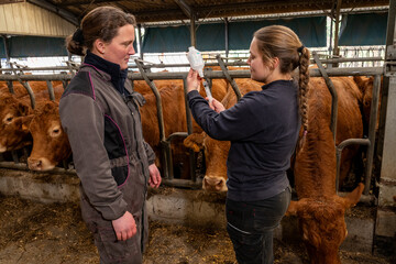 Formation d'une élève stagiaire de lycée agricole par une éleveuse de  vaches limousines....