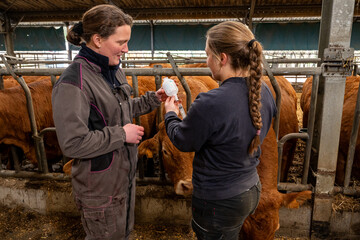 Formation d'une élève stagiaire de lycée agricole par une éleveuse de  vaches limousines....