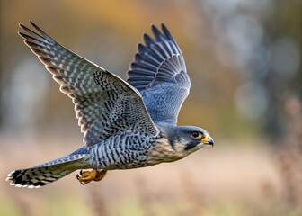 Fototapeta premium peregrine falcon in flight
