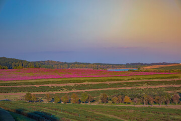 Fototapeta premium Lush flower yards in different seasons with green fields, pink plants, blue skies, and scenic countryside.