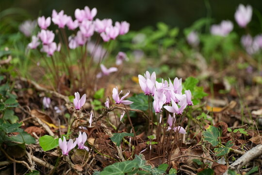 Efeubl&auml;ttriges Alpenveilchen, Cyclamen hederifolium, Herbst-Alpenveilchen, Neapolitanisches Alpenveilchen, Neapolitaner Erdscheibe, Kroatien, Dalmatien,pink, Blume, sch&ouml;n
