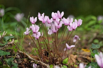 Efeubl&auml;ttriges Alpenveilchen, Cyclamen hederifolium, Herbst-Alpenveilchen, Neapolitanisches Alpenveilchen, Neapolitaner Erdscheibe, Kroatien, Dalmatien, pink, Blume, sch&ouml;n