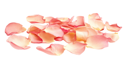Beautiful pink rose petals scattered elegantly, perfect for romantic events, weddings, or floral arrangements on a white isolated background.