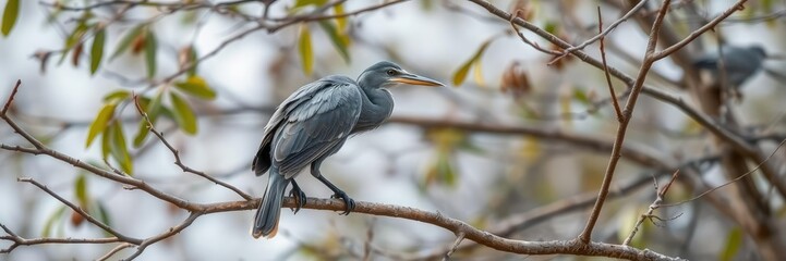Fototapeta premium An ashy gray bird with a long, curved beak and forked tail perches on a branch of a deciduous tree, its feathers ruffled by the gentle breeze, beak, feathers