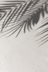 White plaster background with tropical palm leaves shadows. Copy space