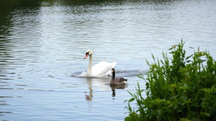 A swift white swan chases after a wild goose as it splashes and paddles across the lake's calm surface amidst lush greenery, wildlife photography, swans, waterfowl