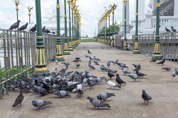pigeons on the bridge