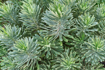 Close-up of green euphorbia plant with spiky green leaves