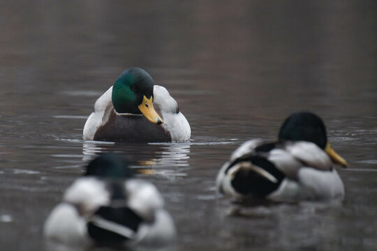 Mallard duck swimming on the water - Powered by Adobe