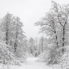 Snow-covered forest on a frosty winter day..