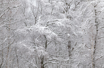 Snow-covered forest on a frosty winter day..