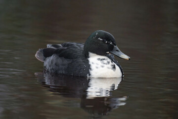 Pomeranian or Pommern duck (in German Pommernente)