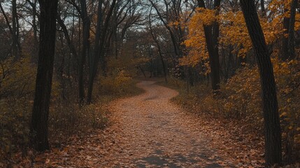 Obraz premium Autumn Pathway Through A Wooded Area With Fallen Leaves
