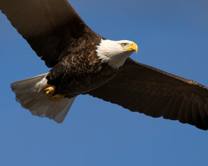 Bald Eagle in flight