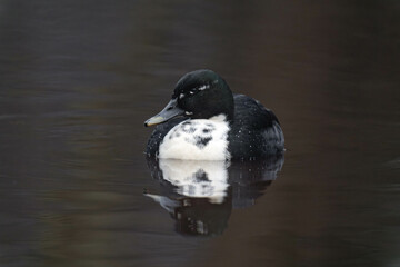 Pomeranian or Pommern duck (in German Pommernente)