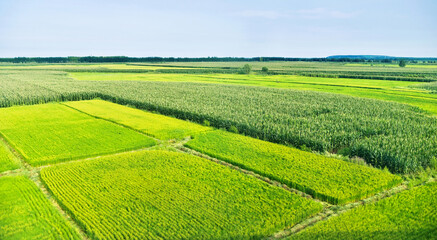 High angle view of organic corn field at agriculture farm © xy