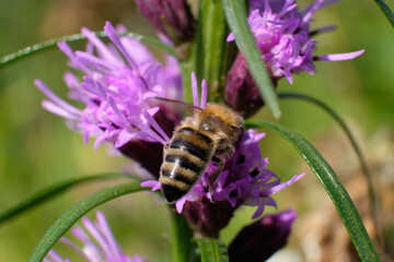 Bee collecting nectar and pollen from purple wildflowers