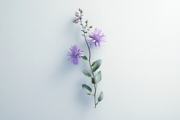 Elegant Aster Flower Close-up: White Background Botanical Photography for Design Projects, Websites,