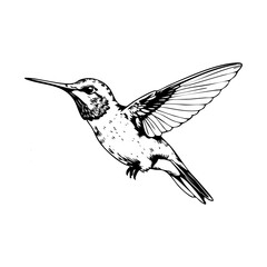 Fototapeta premium Hummingbird engraving black and white outline. Scratch board imitation. illustrated in vintage line art style on a white background. 