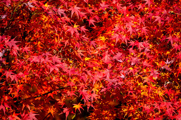 Colourful maple leaves in autumn season color when the leaves change colorful of is in the park, green, yellow, orange and red discoloration