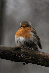 European robin (Erithacus rubecula) on a tree branch