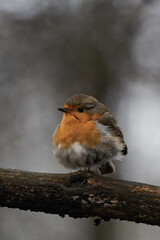 European robin (Erithacus rubecula) on a tree branch