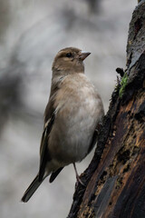 Female eurasian chaffinch, common chaffinch, or simply the chaffinch (Fringilla coelebs)