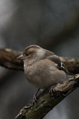 Female eurasian chaffinch, common chaffinch, or simply the chaffinch (Fringilla coelebs)